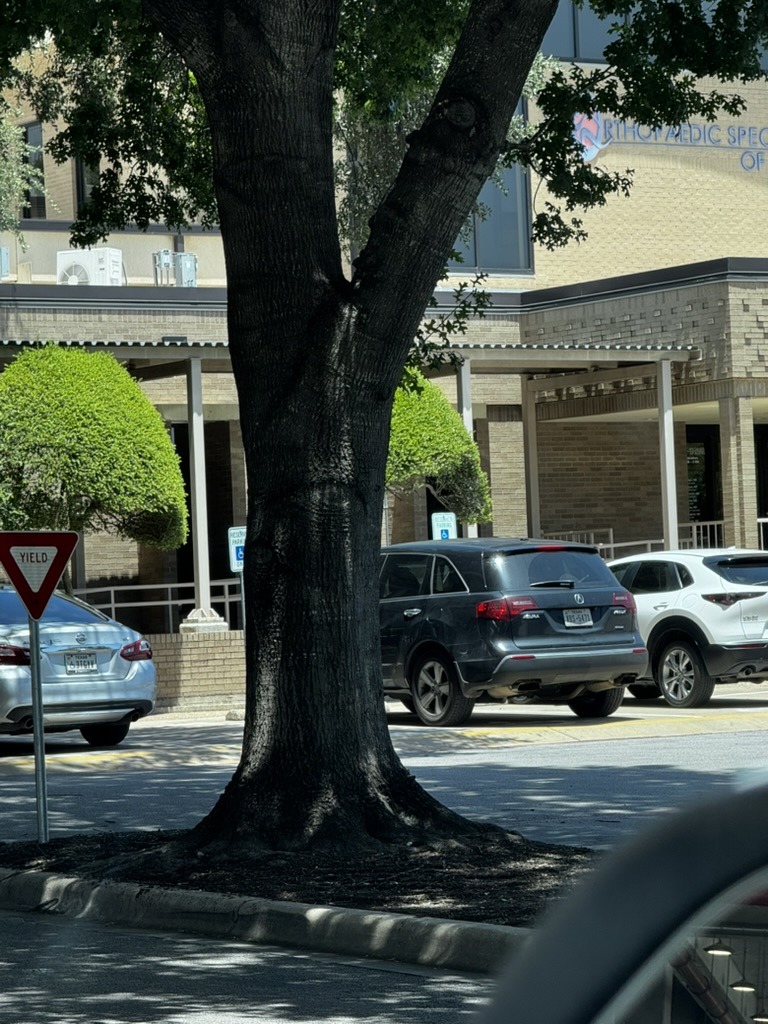 Large tree in a parking lot with an eye-like knot visible in the middle of the trunk