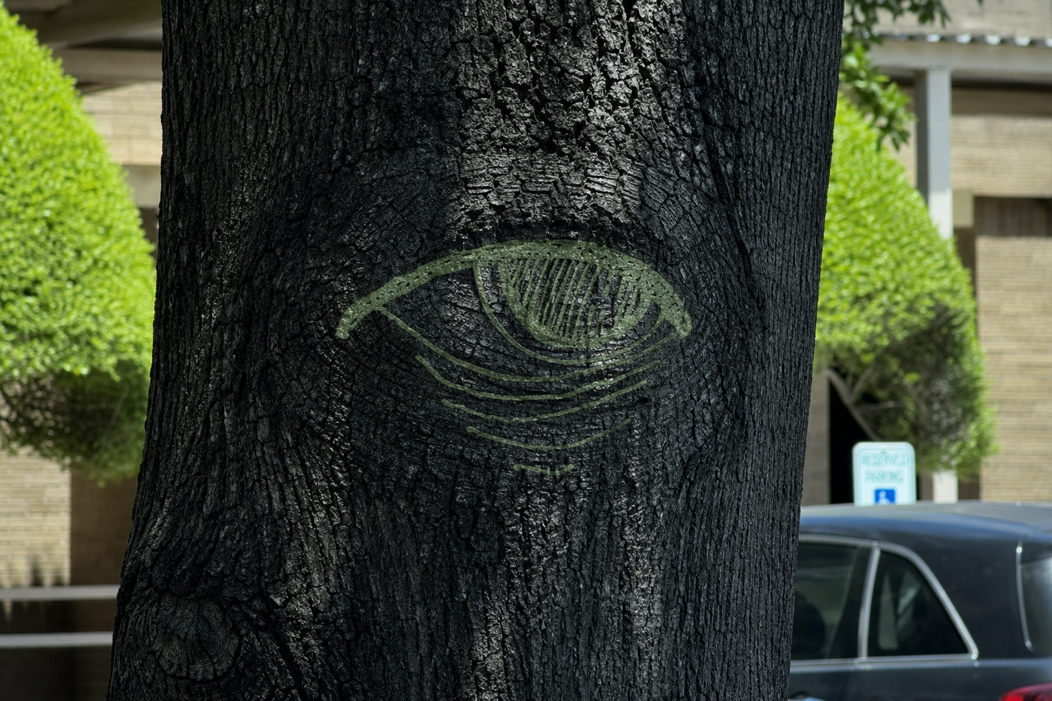Close view of the tree trunk with Adam’s eye drawing overlaid in translucent sage green